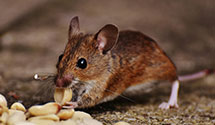 24 Hour & Emergency Exterminators in Cliffside Park, NJ